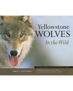 Yellowstone Wolves In the Wild